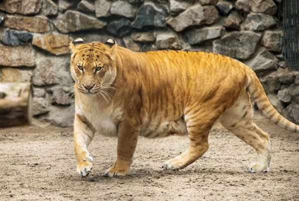 Liger: Động vật lai giữa sư tử đực và hổ cái