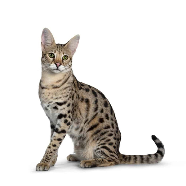 Mèo Savannah: Mèo nhà và động vật lai Serval châu Phi