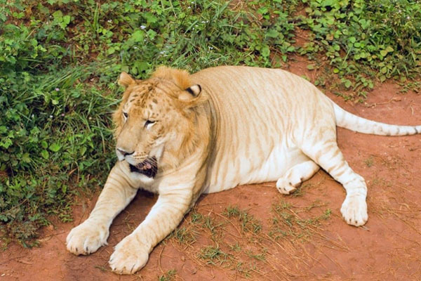 Tigon: Động vật lai giữa hổ đực và sư tử cái