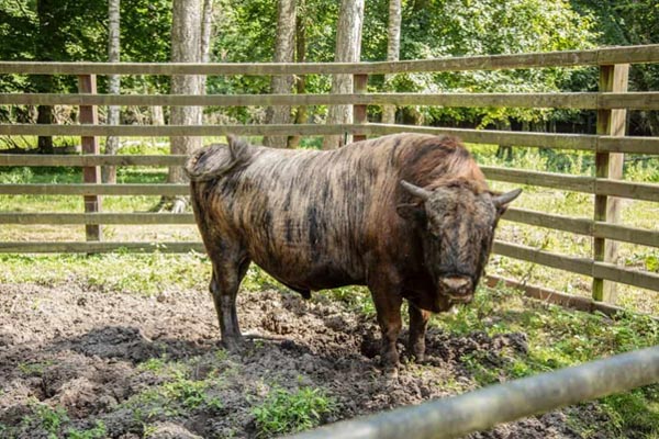 Beefalo: Động vật lai giữa trâu và bò