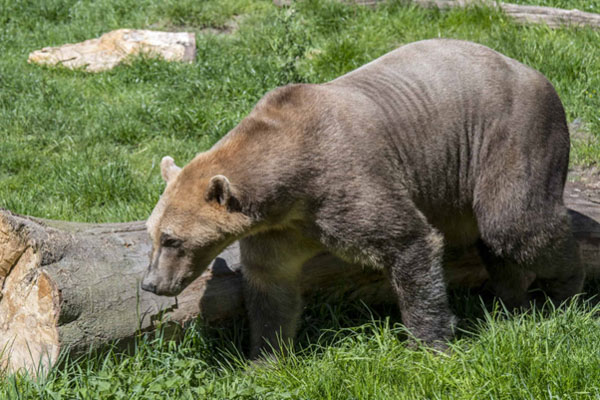 Grolar Bear: Động vật lai giữa Grizzly và Polar Bear