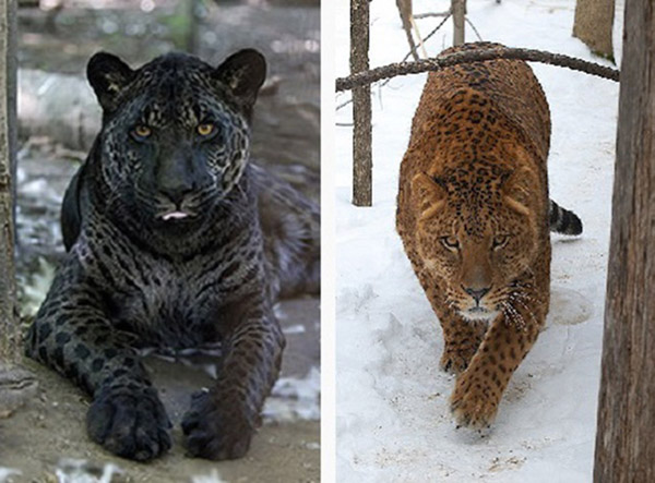 Jaglion: Động vật lai giữa báo đốm và sư tử