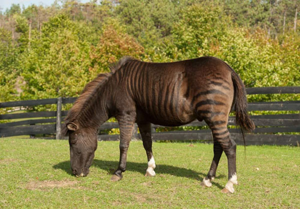 Zebroid: Động vật lai giữa ngựa vằn và ngựa