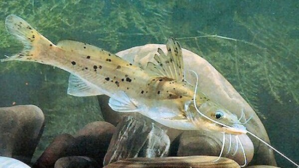 Loài cá này chủ yếu sống ở biển Đông