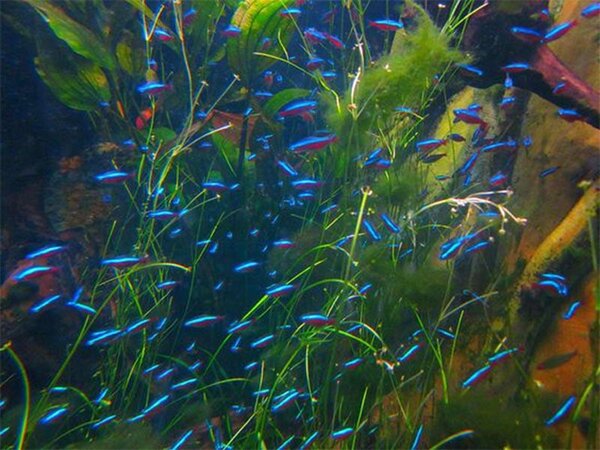 Chăm sóc cá neon trong bể thủy sinh như thế nào