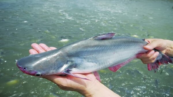 Cá bông lau chủ yếu sống ở khu vực Đồng bằng Sông Cửu Long