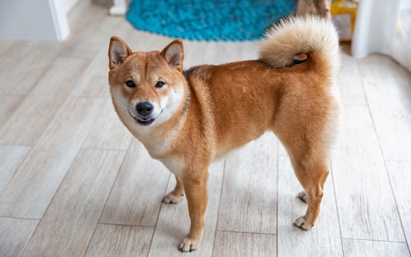 Chó Nhật chân ngắn còn được gọi là Shiba Inu từ Nhật Bản