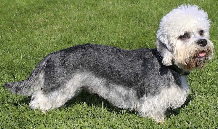 Chó sục Dandie Dinmont là một giống chó có nguồn gốc từ Scotland