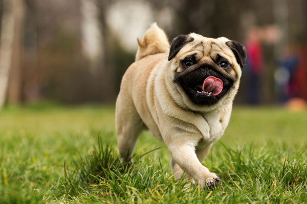 Chó pug là một giống chó chân ngắn có nguồn gốc từ Trung Quốc