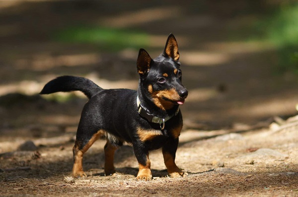 Chó Lancashire Heeler là một giống chó chân ngắn có nguồn gốc từ Anh