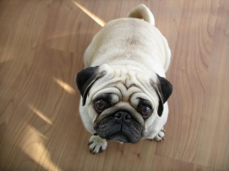 Chó Pug thuần chủng có kích thước nhỏ nặng từ 6 đến 8 kg