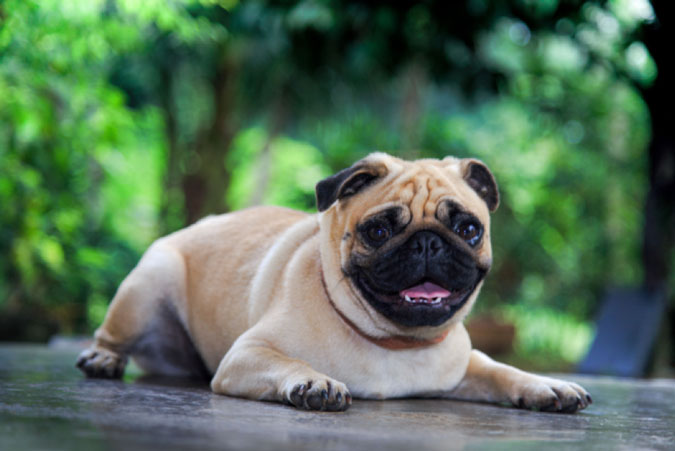 Chó Pug thuần chủng thường có tư thế đặc trưng, với cổ gù và lưng còng