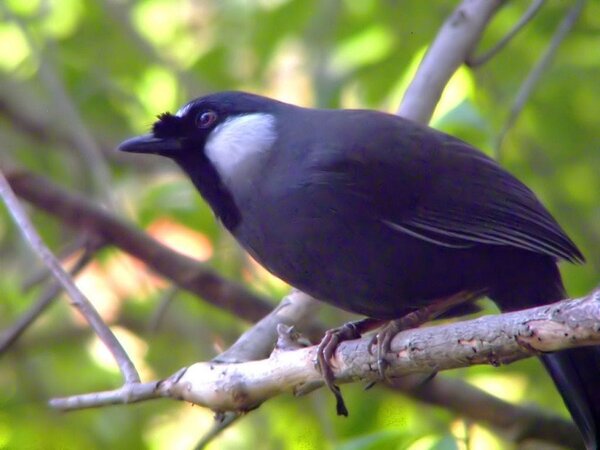Chim khướu thường sống ở khu vực nhiệt đới