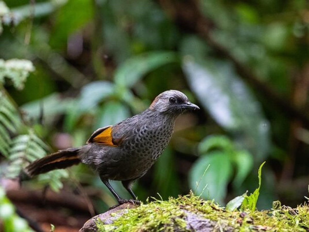 Chim đột biến choè than hoạ mi khướu bạc má gõ kiến đầu rìu vàng anh và hơn  30 loại chim màu mới về - YouTube