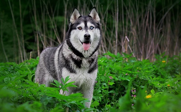 Husky Siberian là một giống chó tuyết nổi tiếng với nguồn gốc từ Siberia