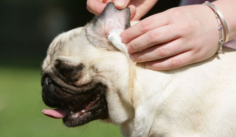 Mùi hôi tai chó là một vấn đề phổ biến mà người nuôi thường gặp