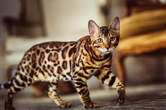 Bengal là một giống mèo được lai tạo giữa mèo bụi Bengal và mèo châu Á