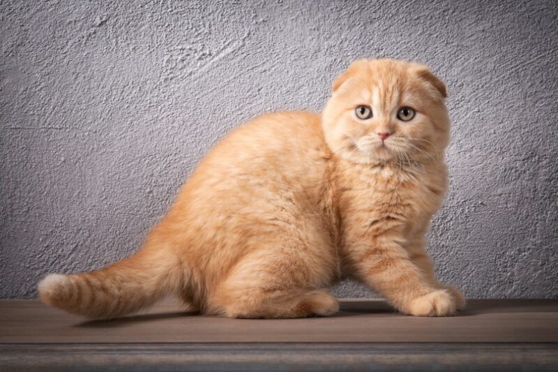 Scottish Fold là một giống mèo đặc biệt với đặc điểm nổi bật