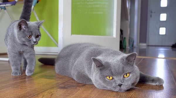 British Shorthair là một trong những giống mèo đẹp và đặc biệt trên thế giới