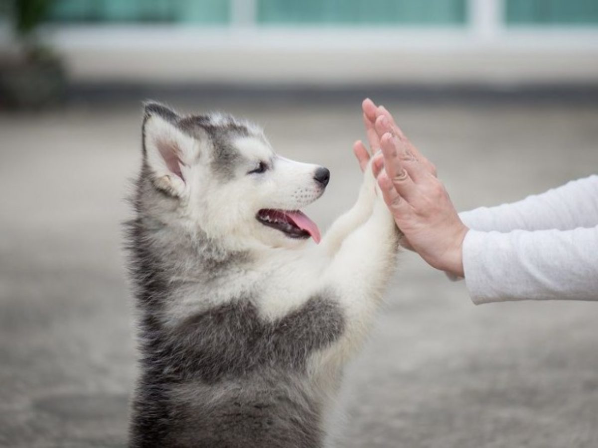 Cách huấn luyện chó Husky Siberian ngay từ nhỏ