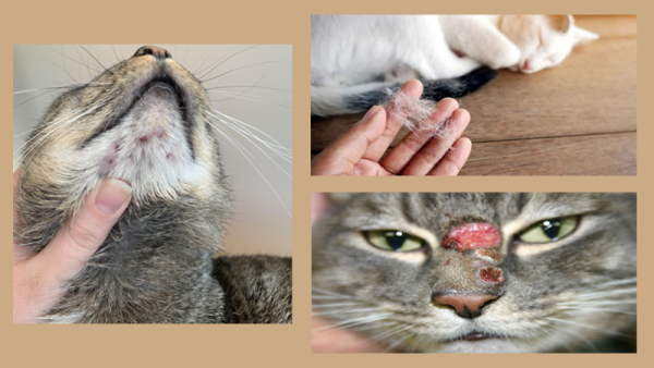 Mèo bị nấm là một vấn đề phổ biến mà chủ nuôi thú cưng có thể gặp phải