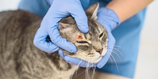 Hãy đưa mèo đến bác sĩ thú y để được chẩn đoán chính xác loại nấm gây nhiễm trùng
