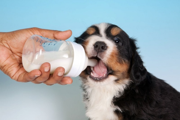 Chó có khả năng tiêu hóa sữa bò nhưng không phải chó nào cũng có thể uống sữa bò một cách thoải mái