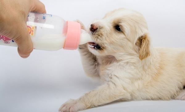 Sữa bò dồi dào các chất dinh dưỡng cần thiết cho sự phát triển và duy trì sức khỏe của chó