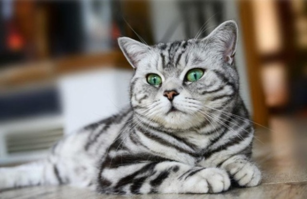 Mèo Tabby là một trong những loại mèo phổ biến nhất trên thế giới