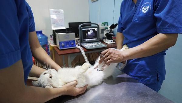 Chẩn đoán bệnh FIP ở mèo là phương pháp chẩn đoán như siêu âm, chụp X-quang, hoặc thậm chí thăm khám mổ để giúp xác định chính xác bệnh FIP