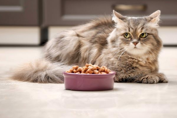 Thức ăn không phù hợp là một trong những nguyên nhân chính gây ra tiêu chảy ở mèo