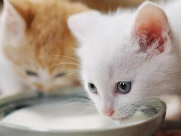 Bổ sung men tiêu hóa cũng có thể giúp củng cố miễn dịch ruột của mèo hỗ trợ điều trị mèo bị tiêu chảy