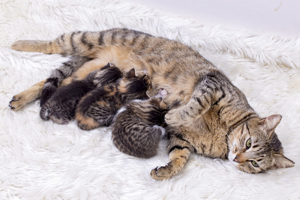 Mèo sắp đẻ thường tìm kiếm nơi yên tĩnh và an toàn để chuẩn bị tổ con