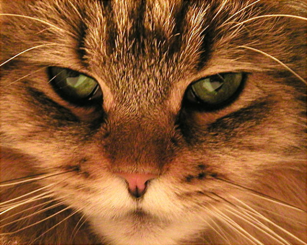 Một trong những dấu hiệu mèo ghét bạn phổ biến nhất là ánh mắt lạnh lùng và tránh xa