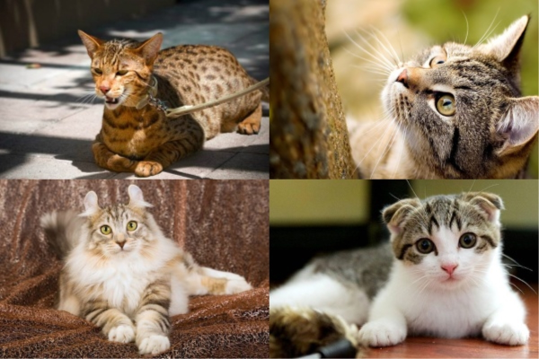 Hãy cùng tìm hiểu về những giống mèo đắt nhất thế giới
