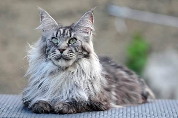 Mèo Maine Coon có nguồn gốc từ nước Mỹ và được xem là biểu tượng của nền văn hóa Đại Tây Dương