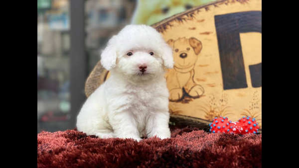 Chó trắng mũi đỏ thường có lớp lông mỏng manh