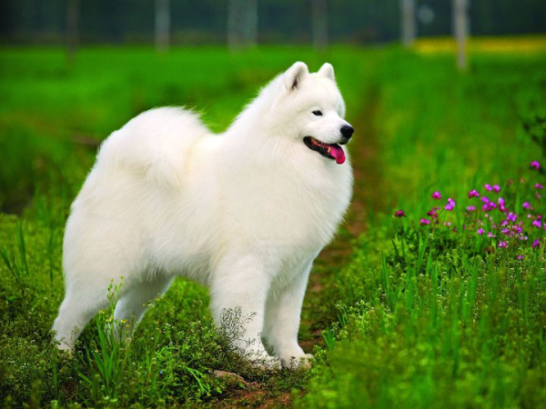 Chó Samoyed là một trong những giống chó trắng đẹp và quý tộc