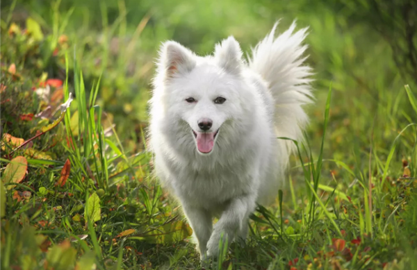 Chó Nhật trắng đuôi cuộn Japanese Spitz nổi tiếng với bộ lông trắng sữa