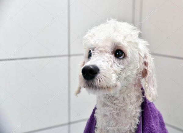 Chọn loại shampoo phù hợp cho da và lông của chó