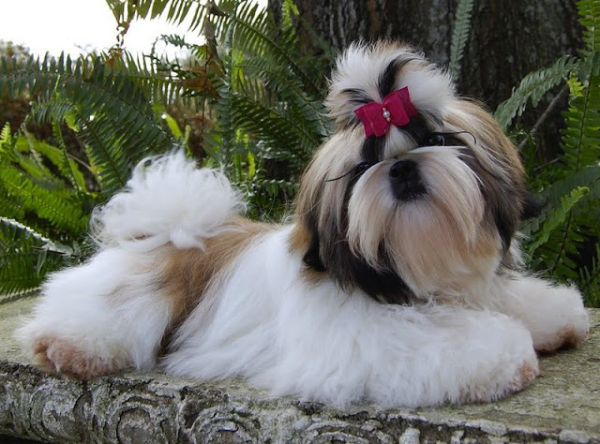 Chó Shih Tzu là một chú chó nhỏ đáng yêu và có bộ lông mềm mịn
