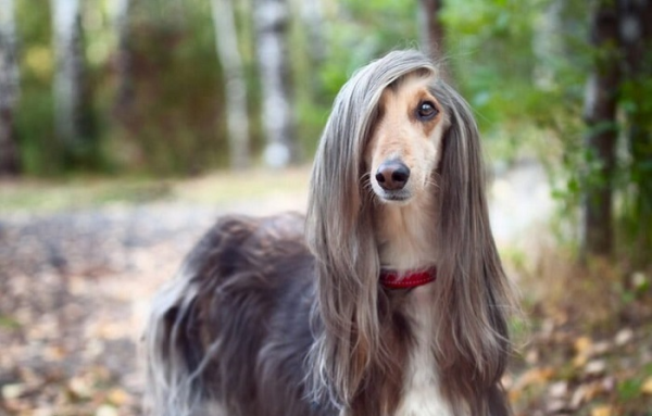 Chó Afghan Hound có bộ lông dài, xoắn và mềm mịn