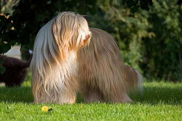 Chó Bearded Collie với bộ lông dày và mềm mịn