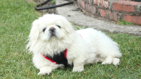 Chó Bắc Kinh lai Nhật có bộ lông dày mềm mịn và đôi mắt to tròn như ngọc