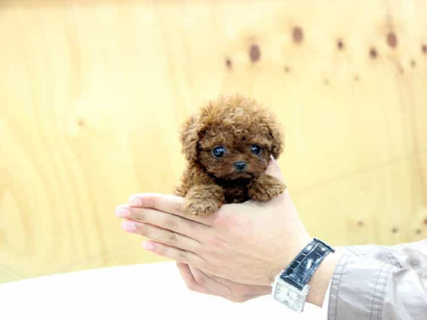 Chó Teacup Poodle – Đặc điểm, cách chăm sóc và bảng giá