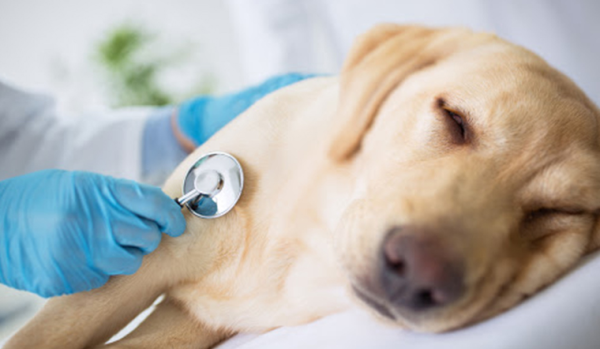 Đưa chó đến bác sĩ thú y để kiểm tra sức khỏe