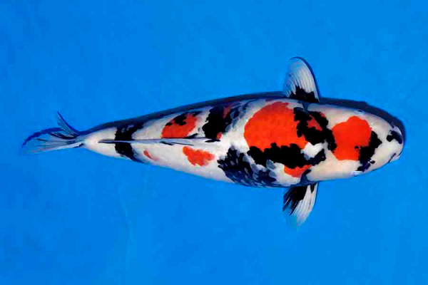 Cá Koi Showa Nhật