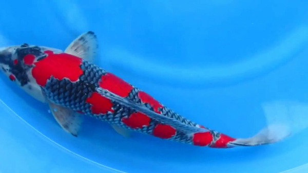 Cá Koi Kuro Goshiki