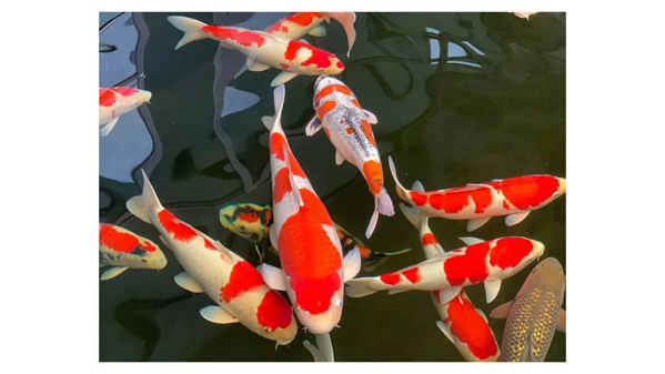 Cá Koi F1 là gì? Cá Koi F1 là gì?