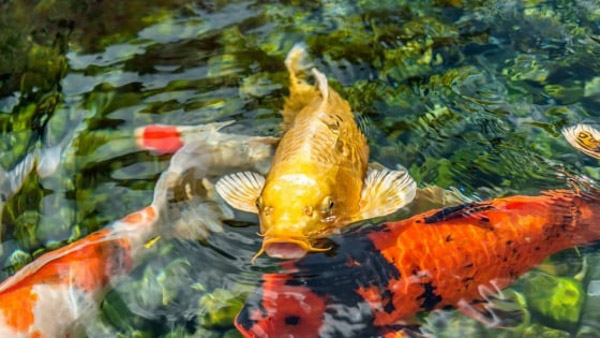 Phải mất bao lâu để cá koi phát triển tối đa cân nặng? Phải mất bao lâu để cá koi phát triển tối đa cân nặng?